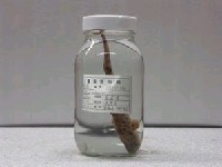 藏品(原鮫)的圖片